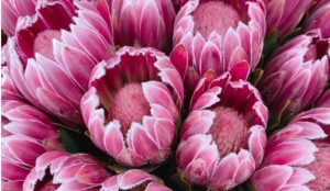 Perfect Proteas from Dorothy's Florist