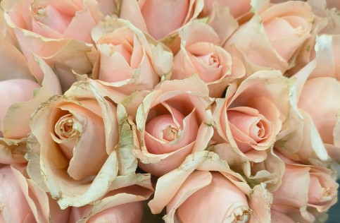 Mother's Day Moments at Dorothy's Florist